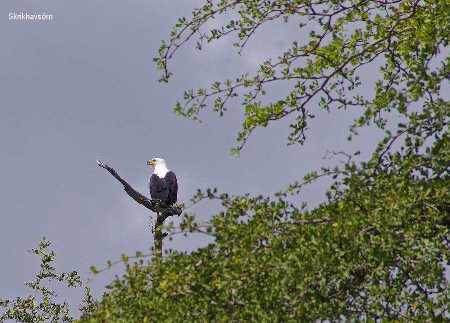 African Fish-Eagle