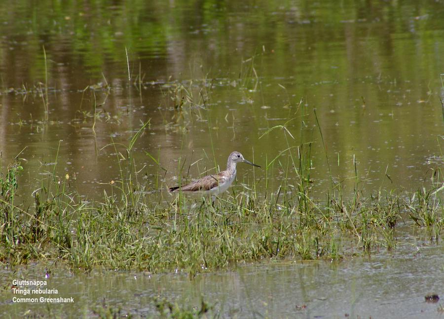 Common Greenshank