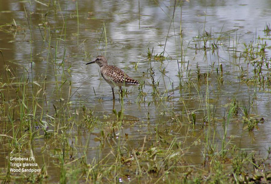 Wood Sandpiper