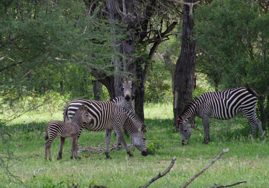 Selous zebra