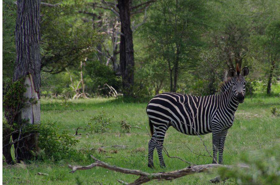 Selous zebra
