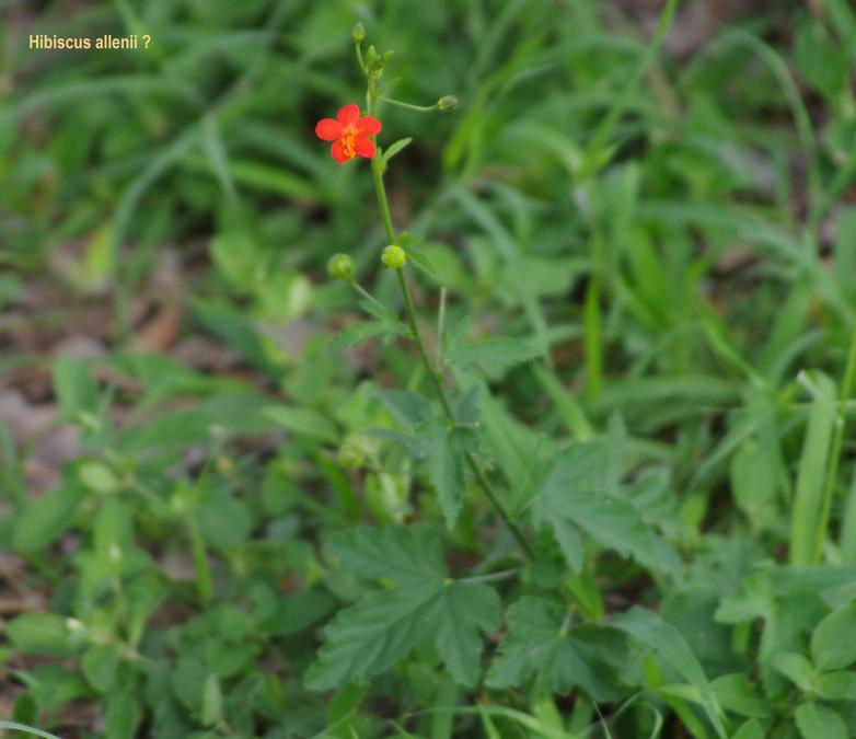 Hibiscus alleni