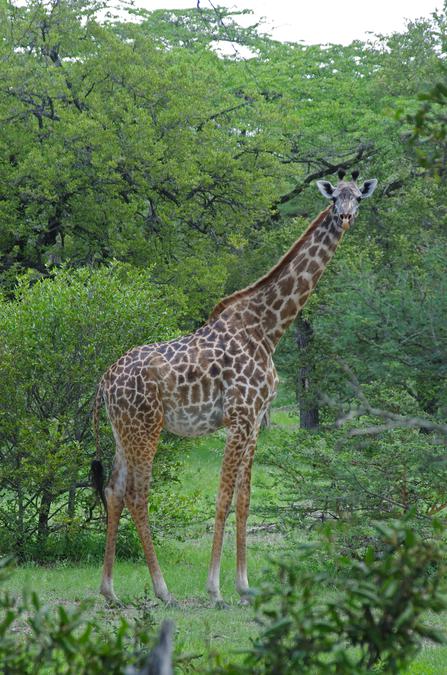 giraff