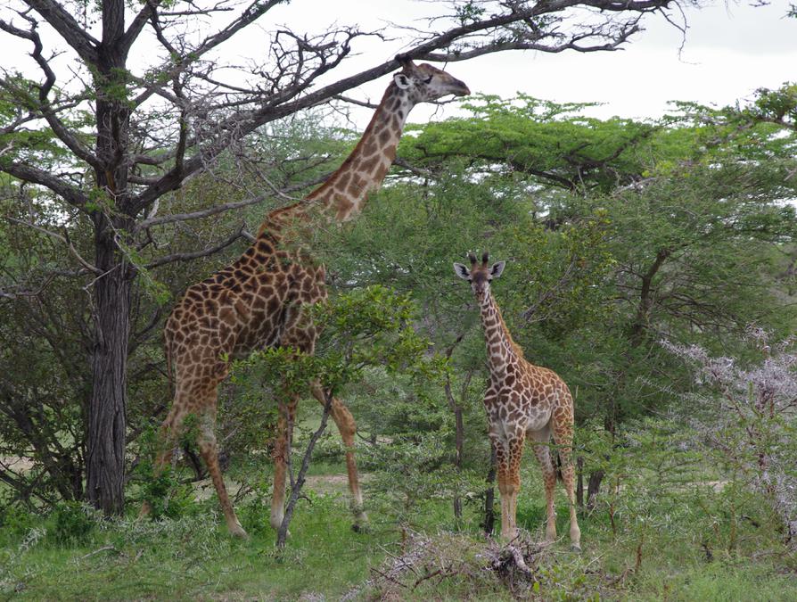 Giraffa camelopardalis ssp.  tippelskirchi