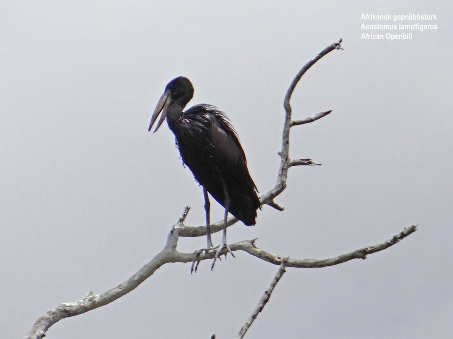 African Openbill