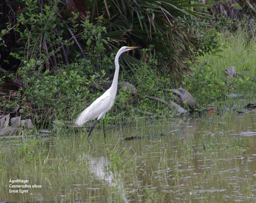 Great Egret