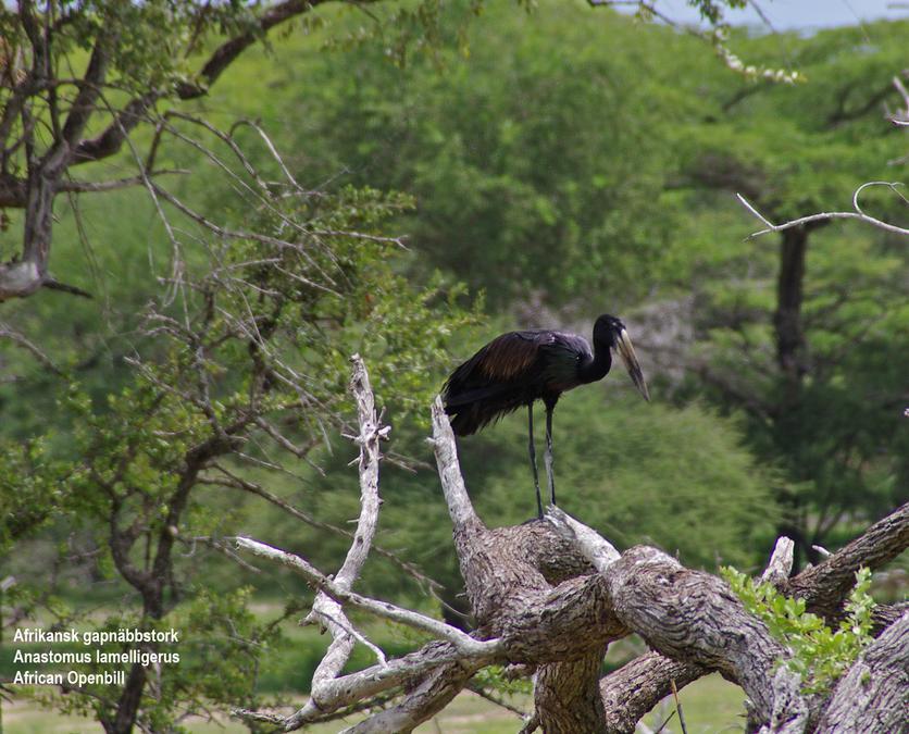 African Openbill