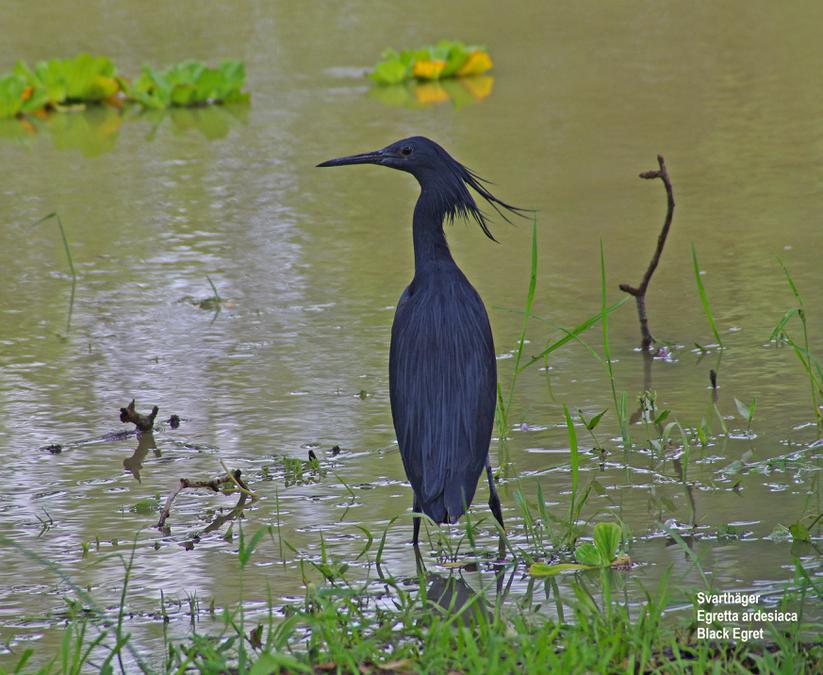 Black Egret