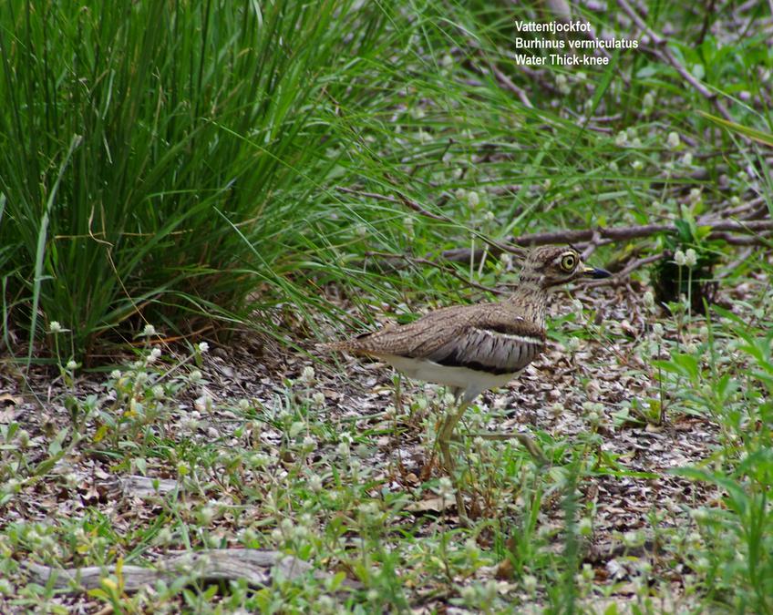 Water Thick-knee