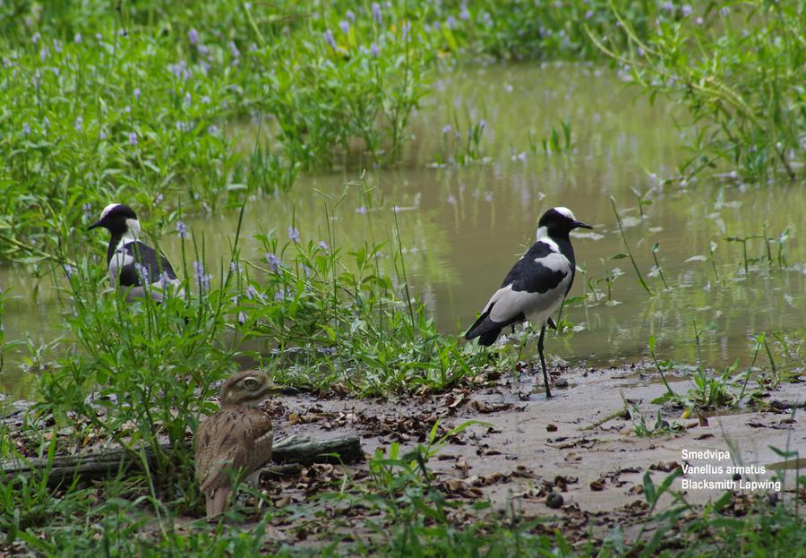 Blacksmith Lapwing