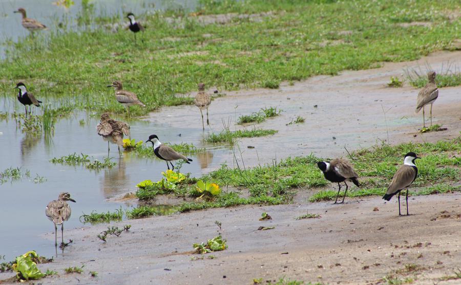 Spur-winged Lapwing