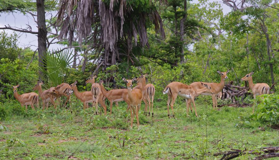 impala