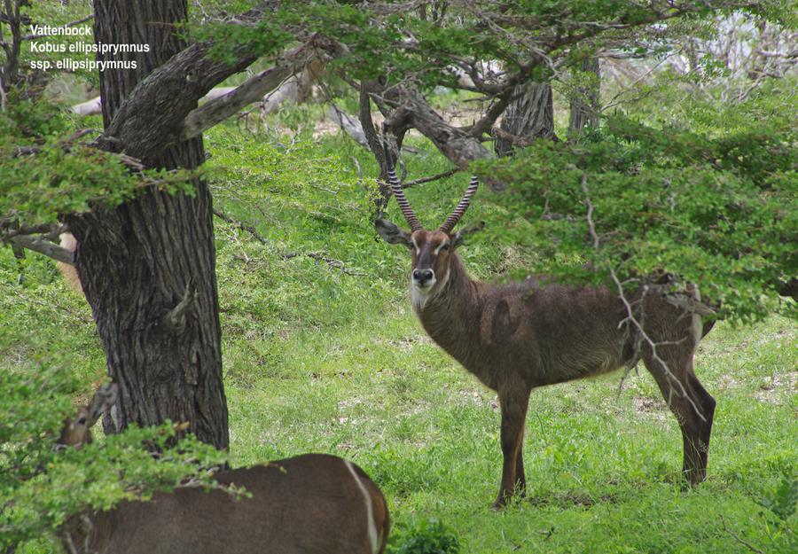 vattenbock