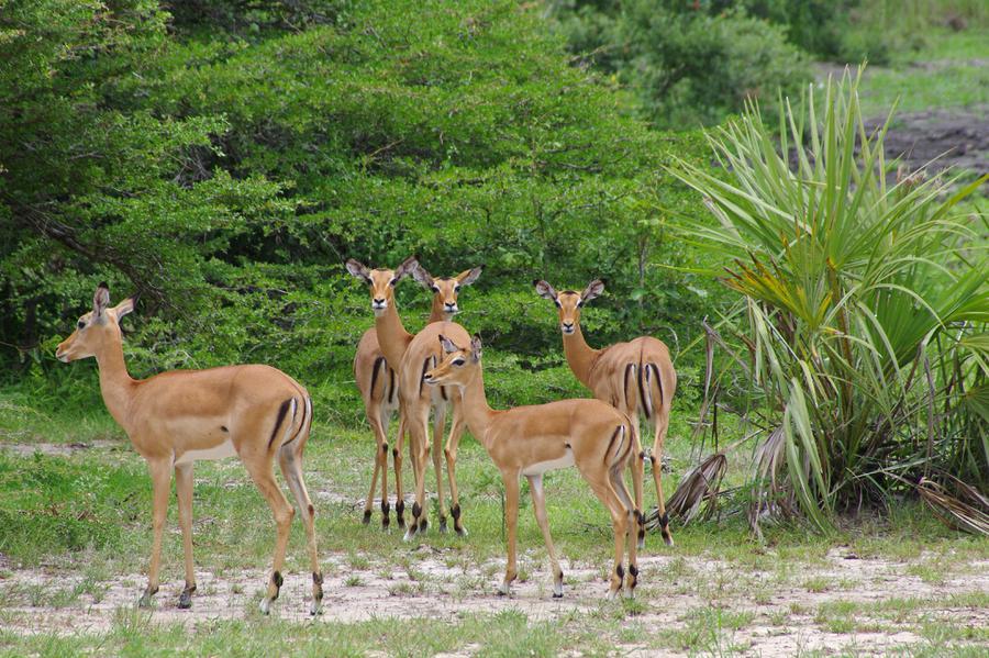 impala