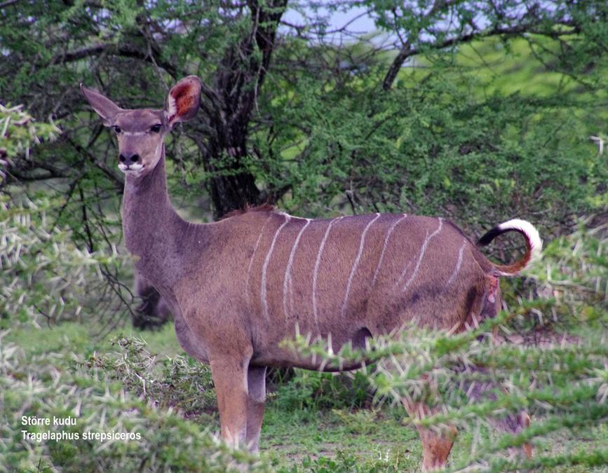 Större kudu