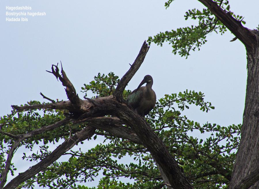 Hadada Ibis