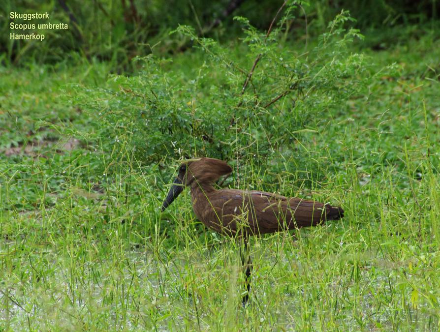 Hamerkop