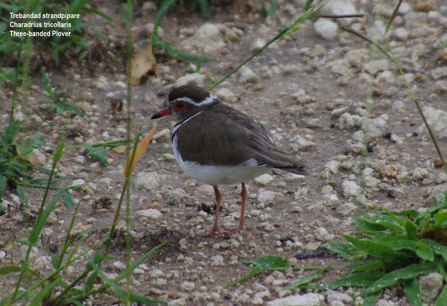 Three-banded Plover