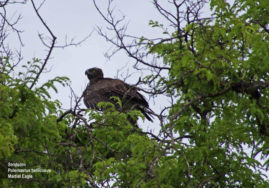 Martial Eagle