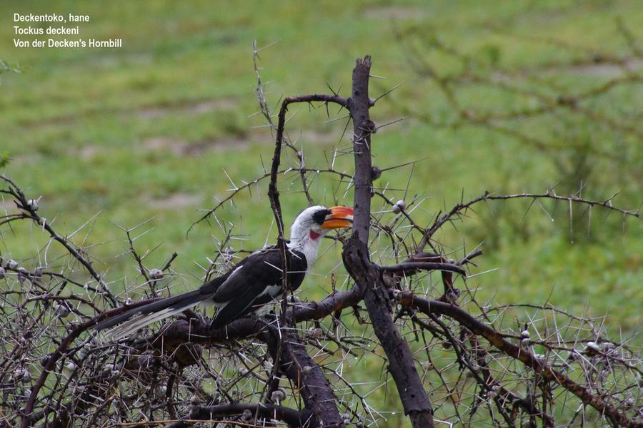 Von der Decken's Hornbill