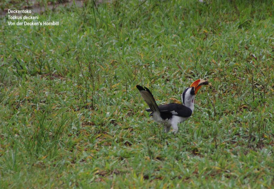 Von der Decken's Hornbill