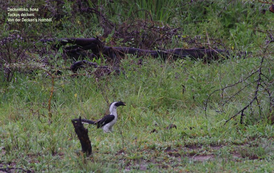 Von der Decken's Hornbill female