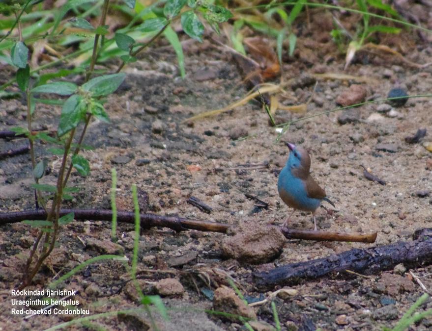 Red-cheeked Cordonbleu