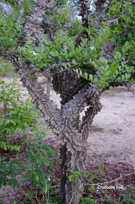 crocodile tree