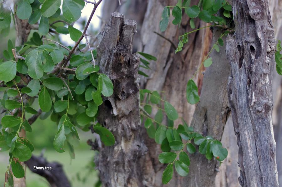 ebony tree