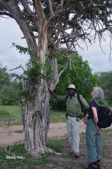 ebony tree