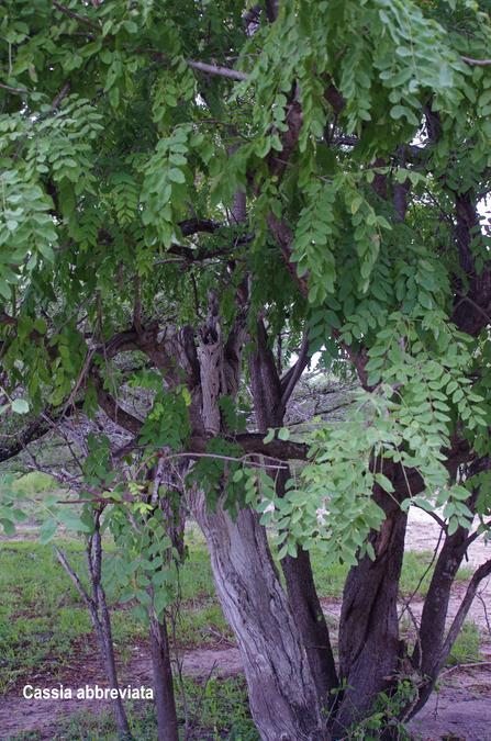 Cassia abreviata