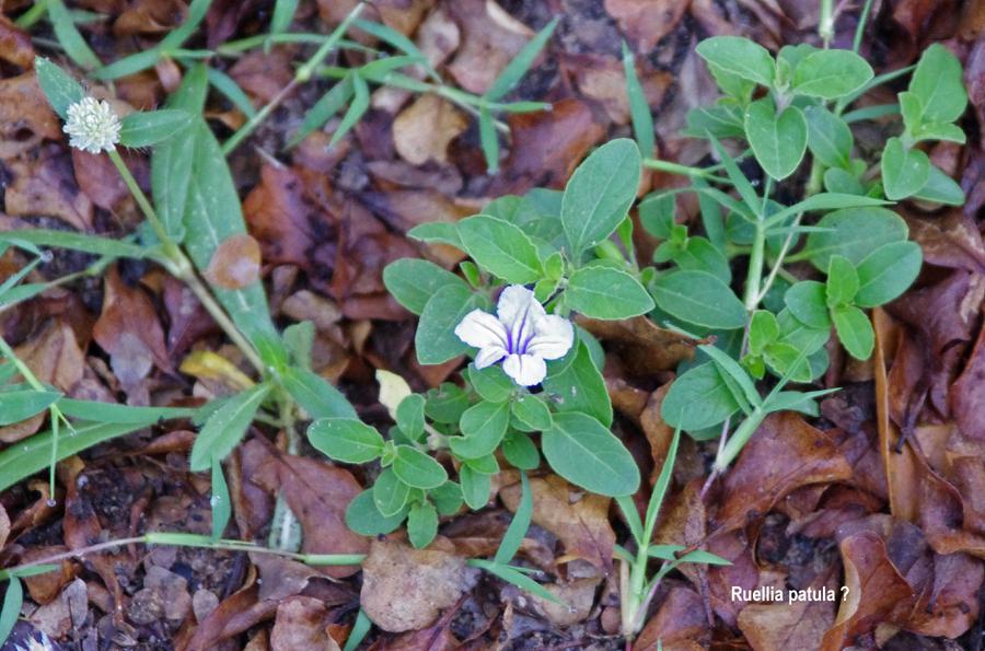 Ruellia patula