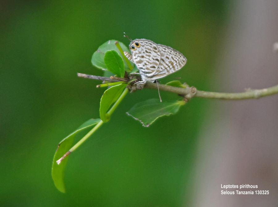 Leptotes pirithous