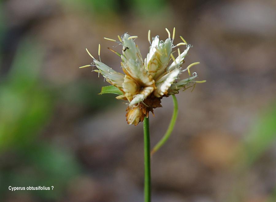 Cyperus obtusifolius