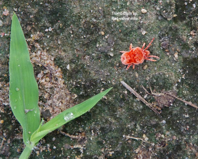 Red velvet mite