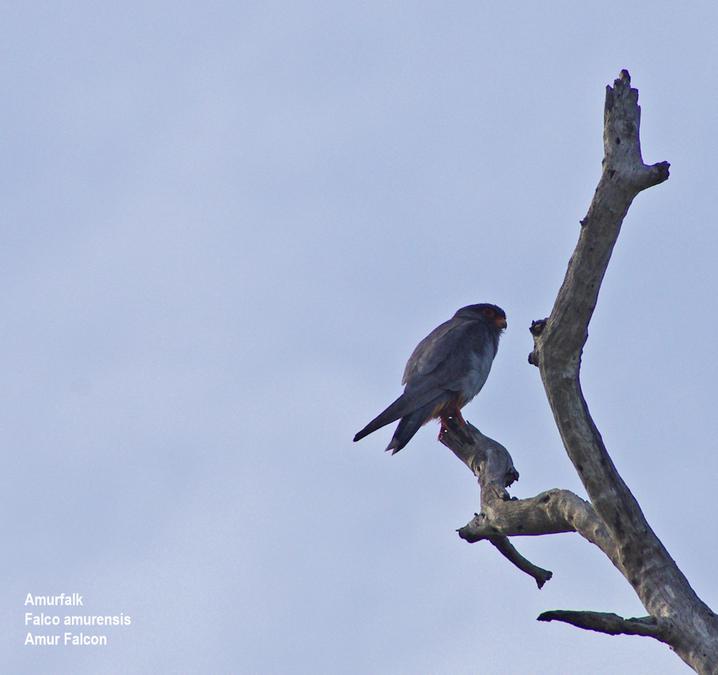 Amur Falcon