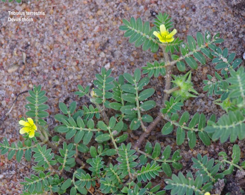 Tribulus terrestris