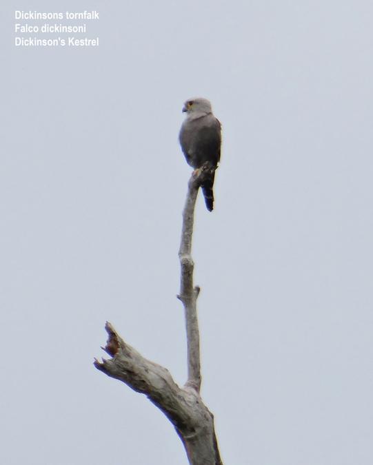 Dickinson's Kestrel