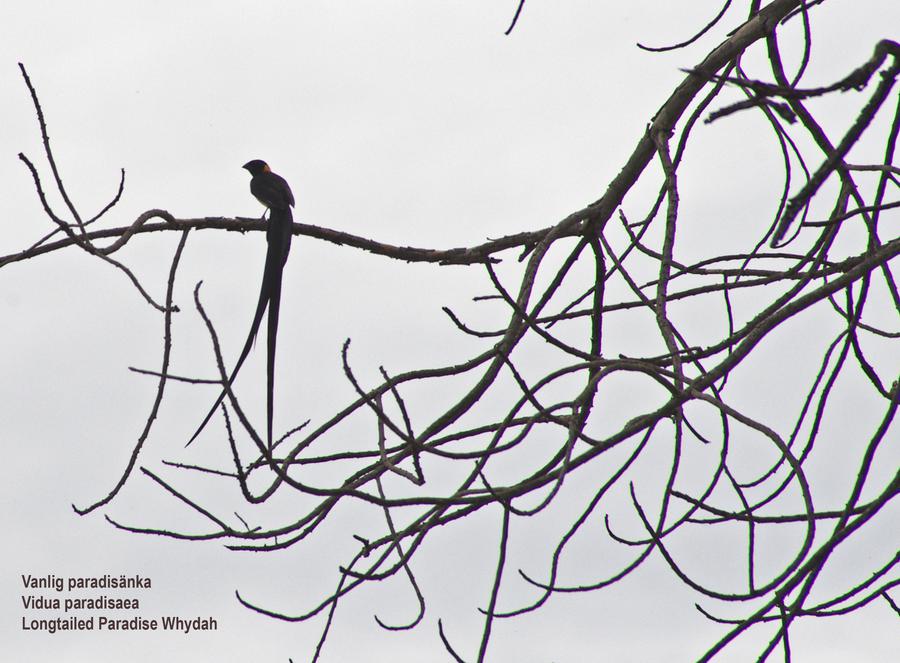 Eastern Paradise Whydah