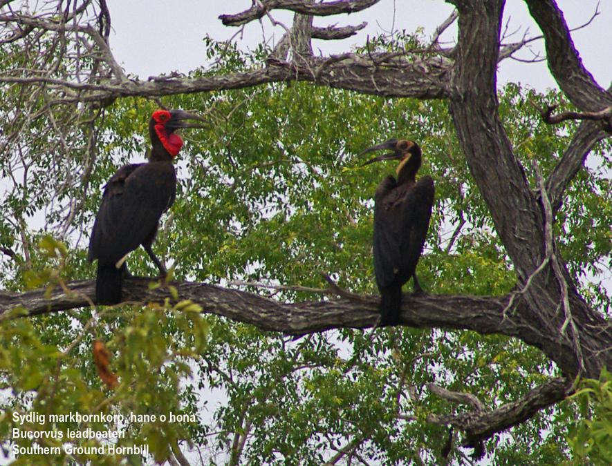 Southern Ground Hornbill