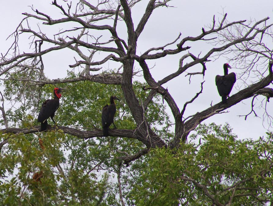 Southern Ground Hornbill