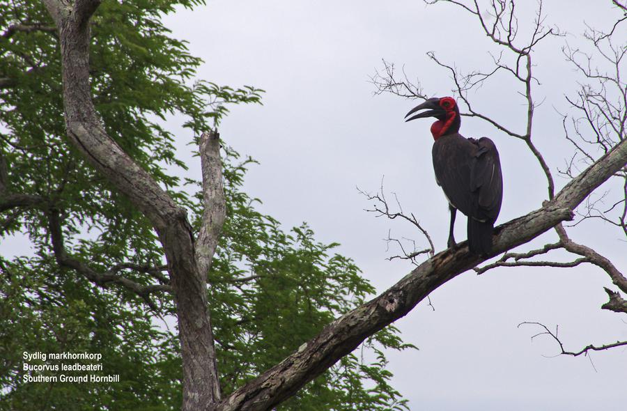 Southern Ground Hornbill