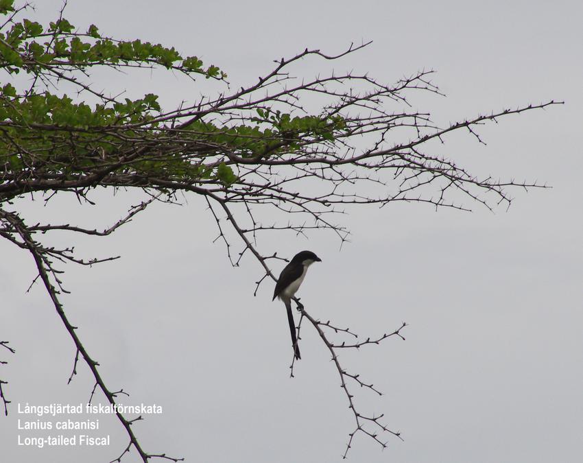 Long-tailed Fiscal