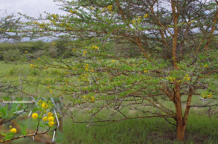 Acacia drepanolobium