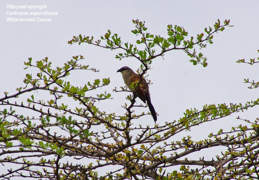 White-browed Coucal