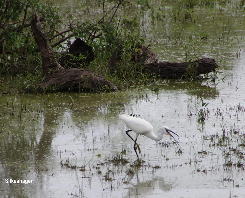 Great egret