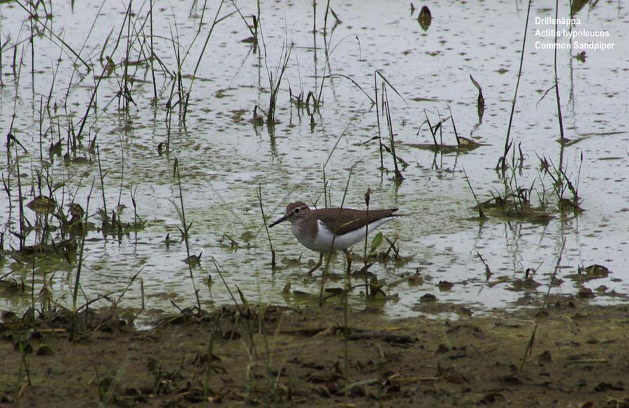 Three-banded plover